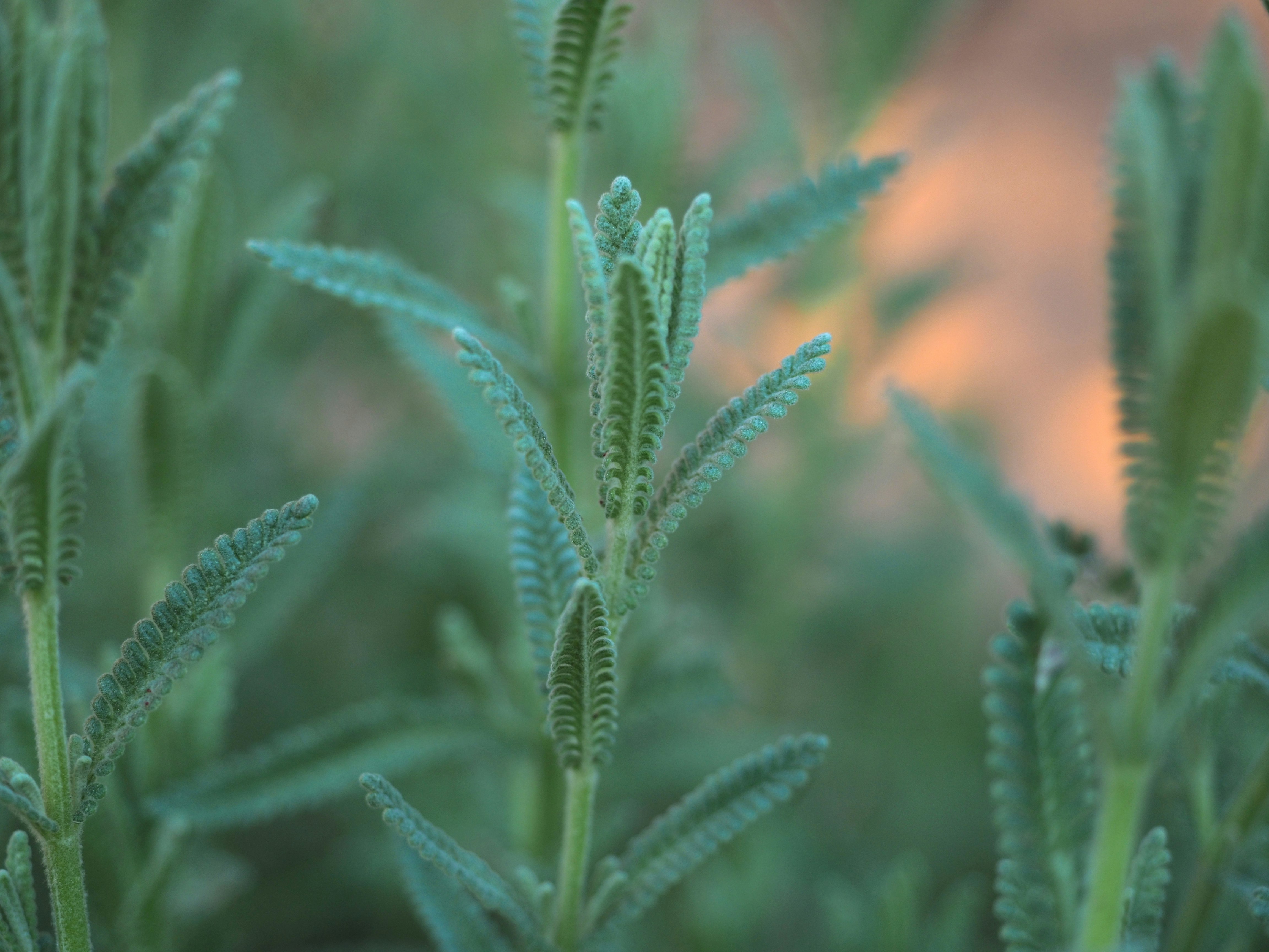 green plant in close up photography